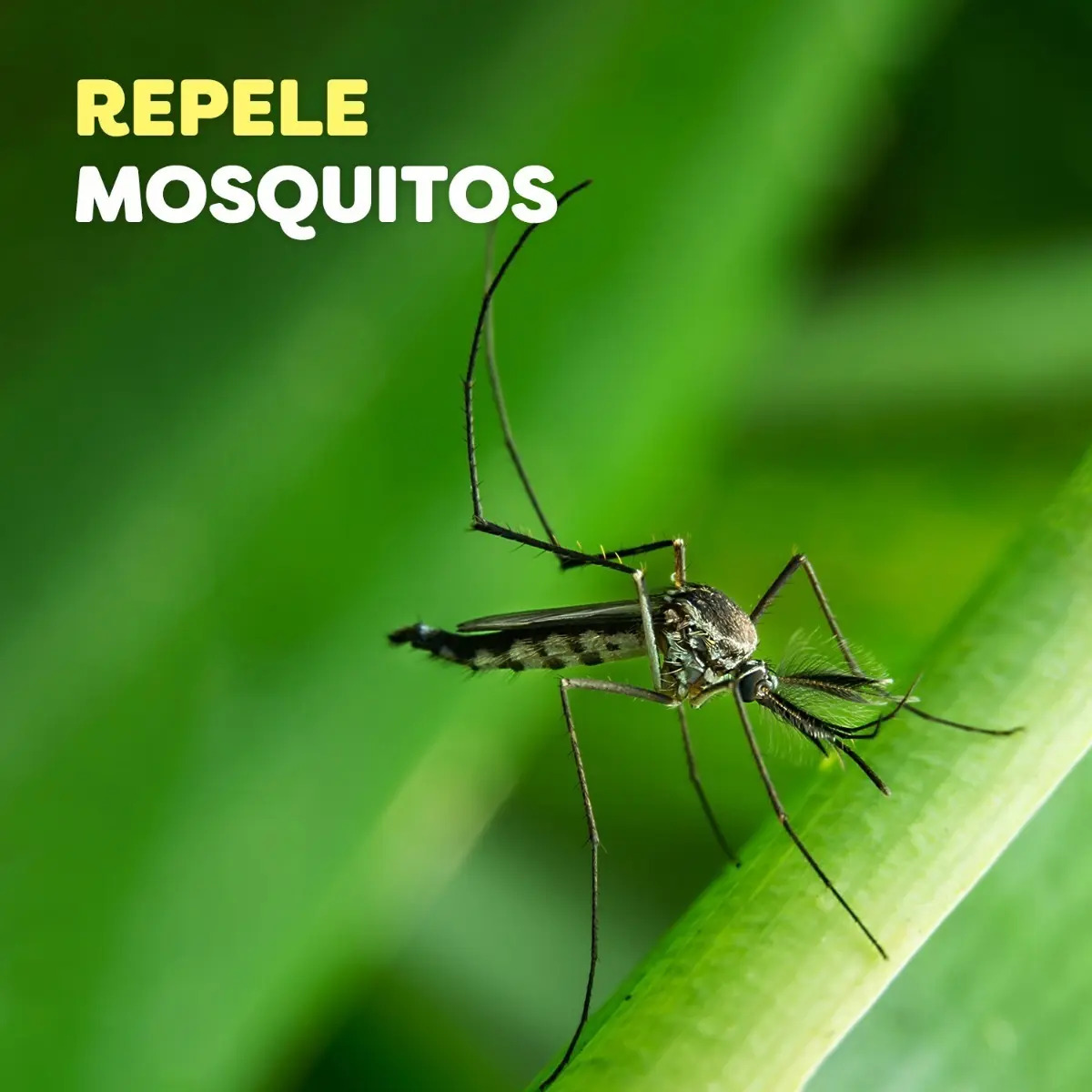 Off Family Repelente Para Mosquitos Aerosol 223 G 290 Cc - Imagen 3